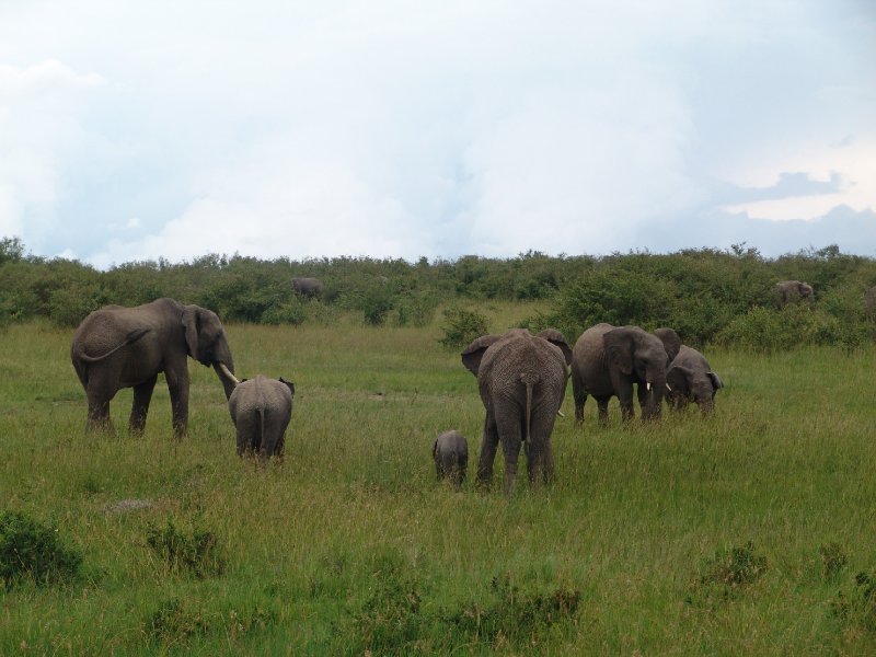 Photo Great Masai Mara Camp Stay Kenya northern