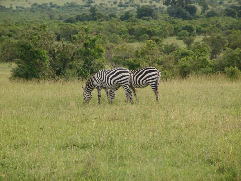Great Masai Mara Camp Stay Kenya Diary