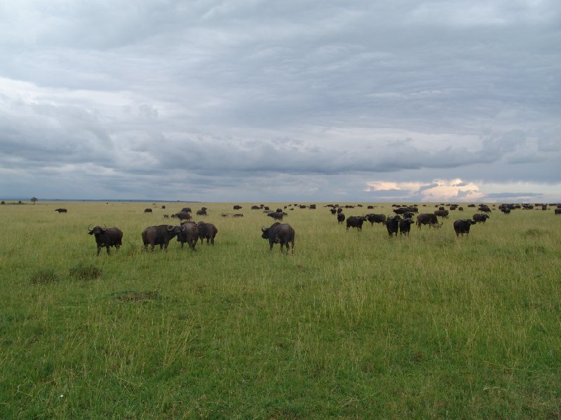 Great Masai Mara Camp Stay Kenya Trip Photographs