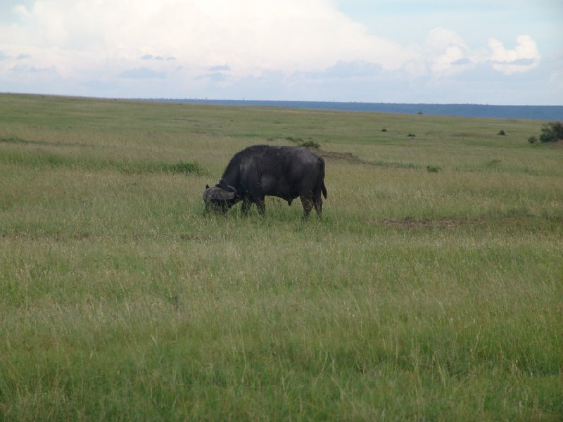   Masai Mara Kenya Holiday Experience