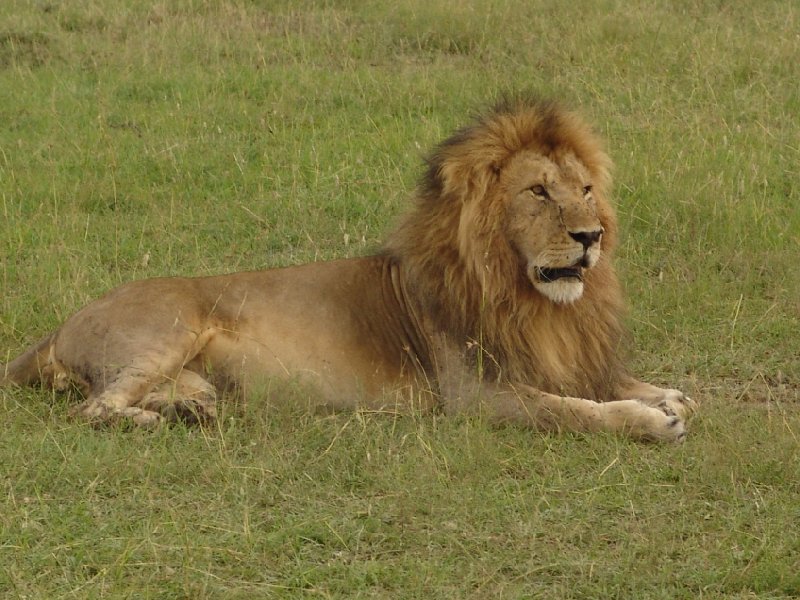 Great Masai Mara Camp Stay Kenya Diary Picture