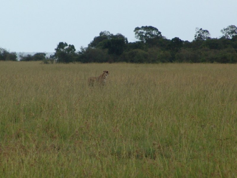 Photo Great Masai Mara Camp Stay Kenya actually