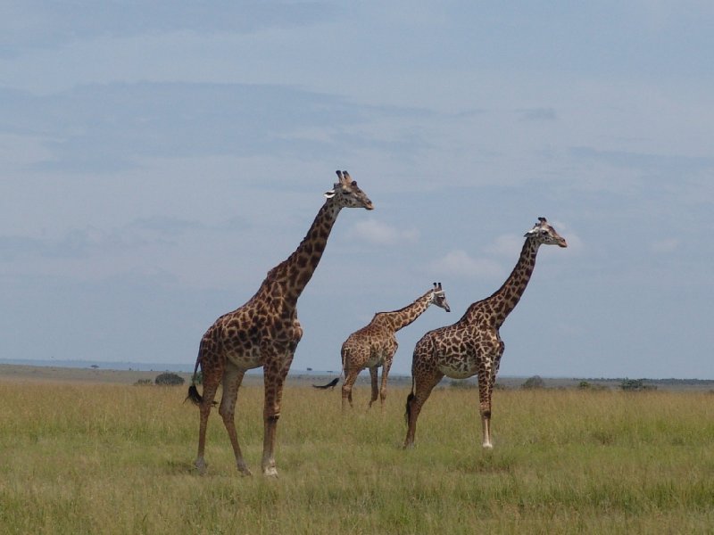 Masai Mara Kenya 