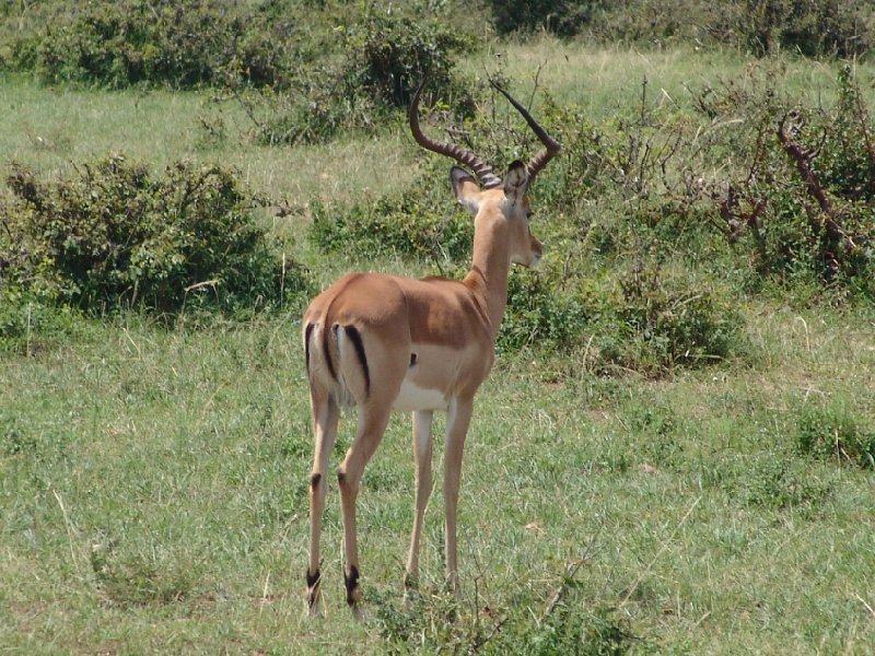   Masai Mara Kenya Trip Vacation