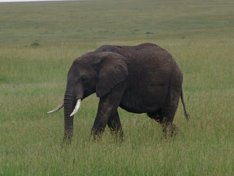 Great Masai Mara Camp Stay Kenya Travel