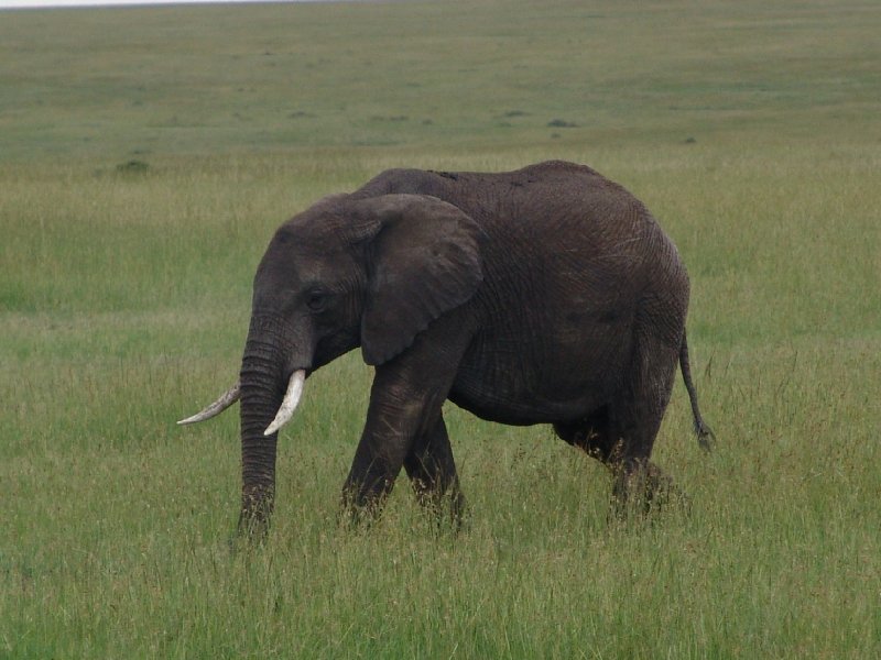 Masai Mara Kenya 