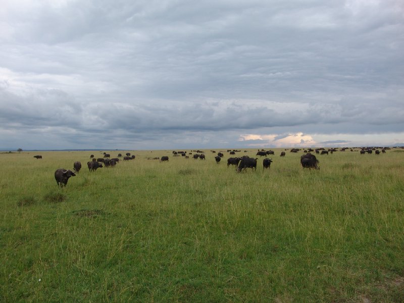 Great Masai Mara Camp Stay Kenya Travel Review