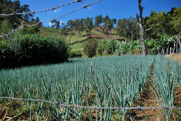 Photo Constanza - Center of Dominican Republic interesting