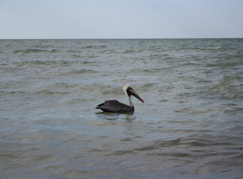 Flamingo Tour in Yucatan Mexico Celestun Blog Photos