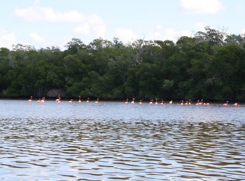 Flamingo Tour in Yucatan Mexico Celestun Blog