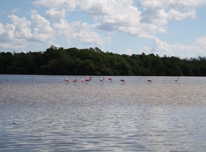 Flamingo Tour in Yucatan Mexico Celestun Trip Adventure