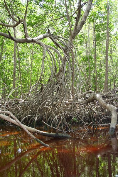 Flamingo Tour in Yucatan Mexico Celestun Blog Sharing