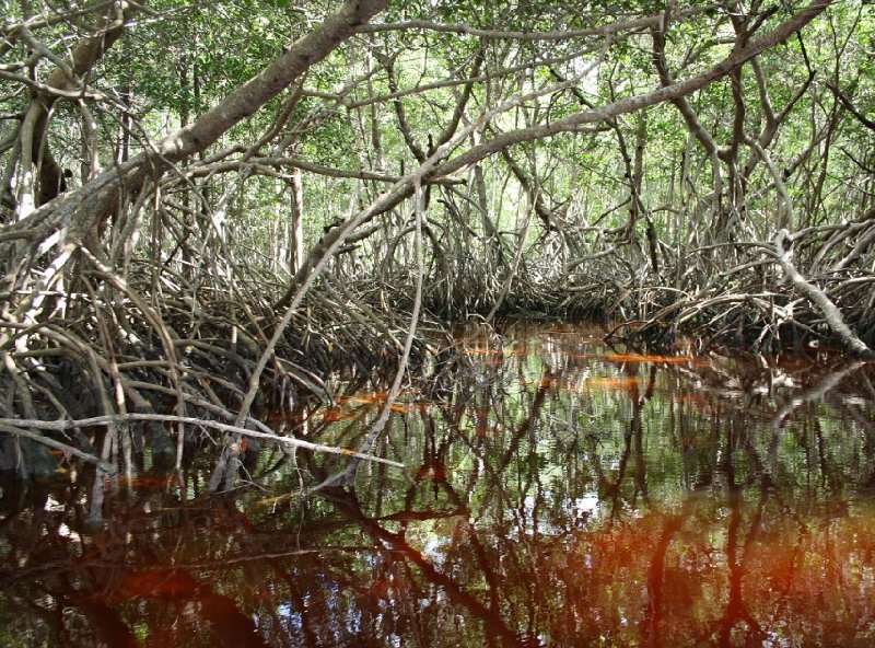 Flamingo Tour in Yucatan Mexico Celestun Diary Photo