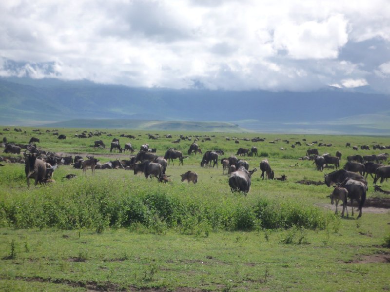   Tarangire National Park Tanzania Review Photo