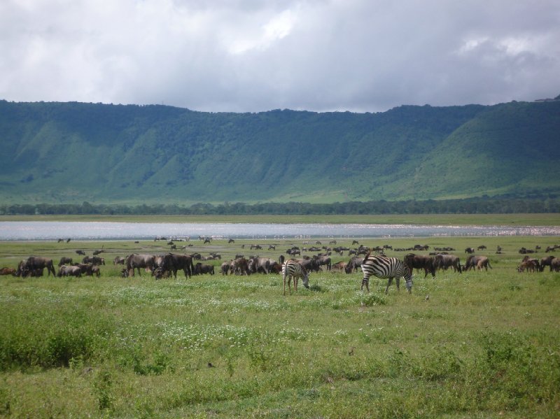   Tarangire National Park Tanzania Travel Experience