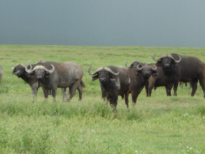 Tanzania Wildlife Safari Tarangire National Park Picture Sharing