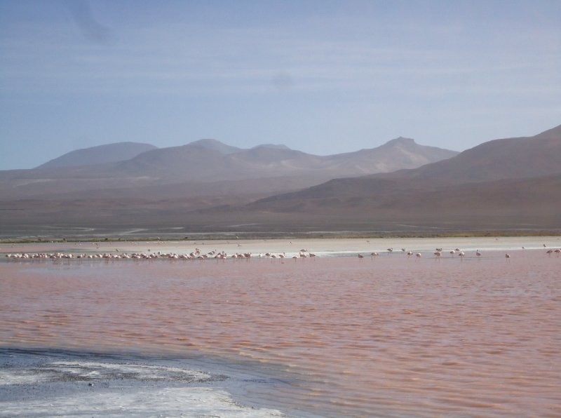 Photo Bus tour from Chile to Bolivia Bolivia