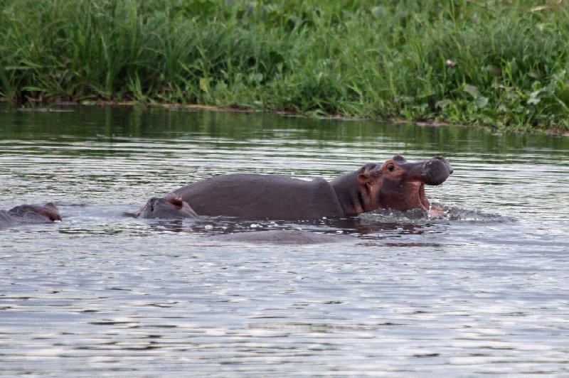 Photo Uganda Safari Murchison Falls NP August