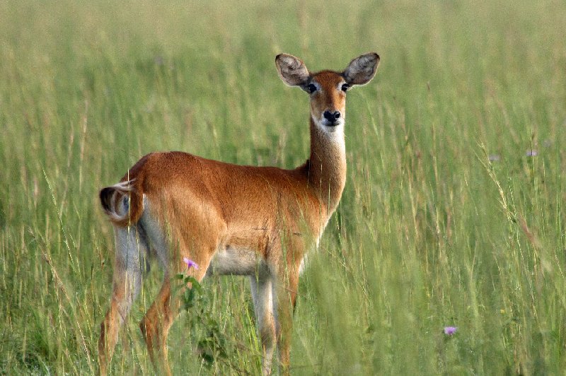 Photo Uganda Safari Murchison Falls NP Uganda