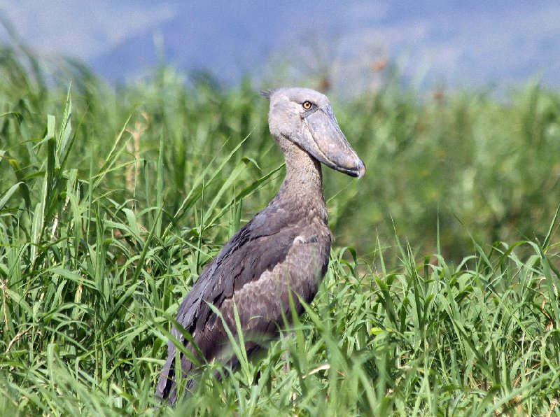 Photo Uganda Safari Murchison Falls NP imagined