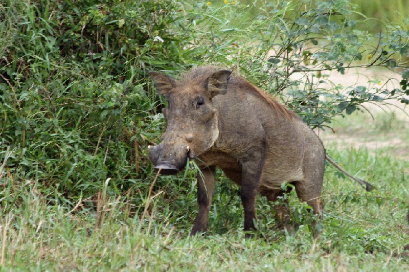 Photo Uganda Safari Murchison Falls NP impressive