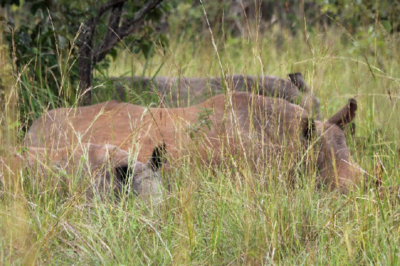 Photo Uganda Safari Murchison Falls NP friendly