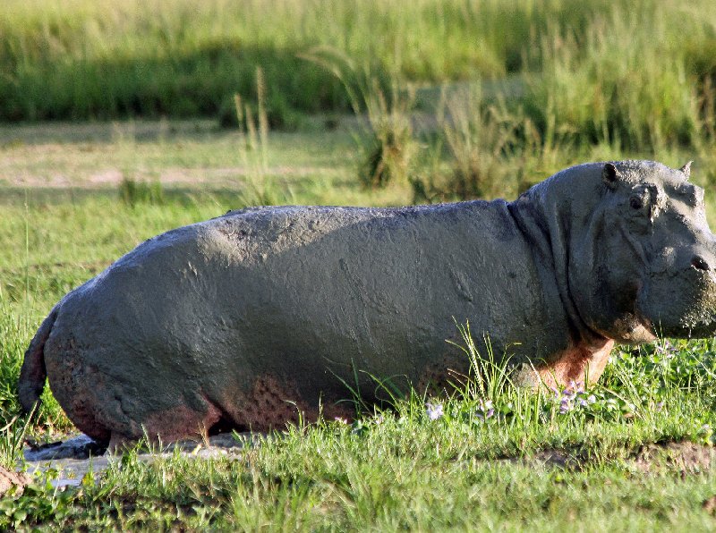 Uganda Safari Murchison Falls NP Lolim Pictures