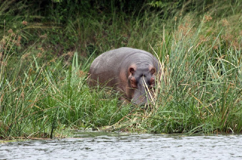 Uganda Safari Murchison Falls NP Lolim Travel Picture