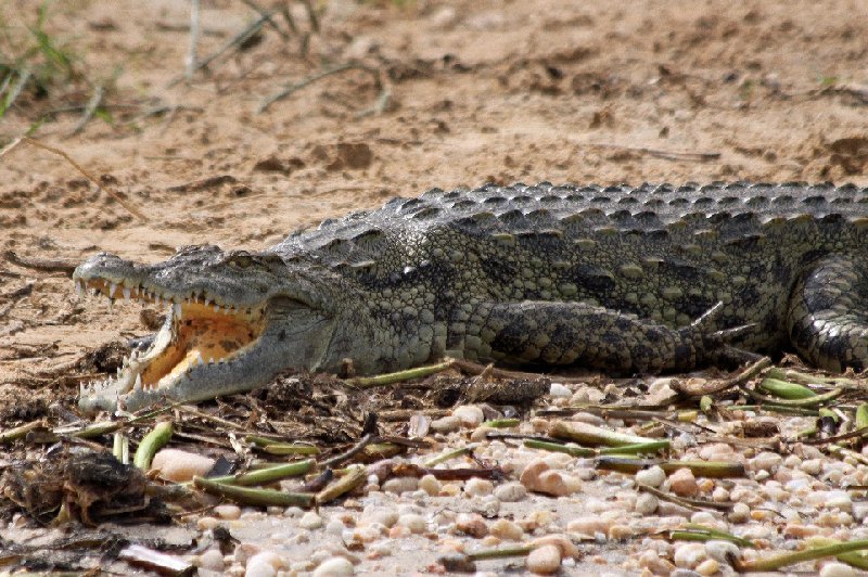 Photo Uganda Safari Murchison Falls NP organized