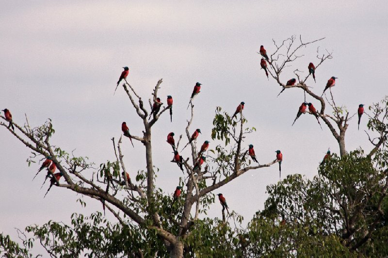 Lolim Uganda 