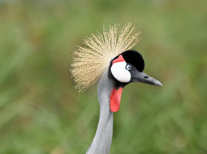 Photo Uganda Safari Murchison Falls NP arranged