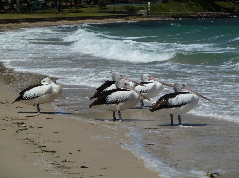   Nelson Bay Australia Trip Vacation