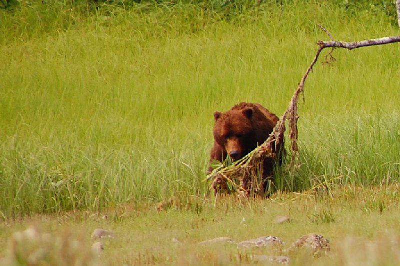 Vancouver Alaska Round Trip Admiralty Island United States Blog Picture