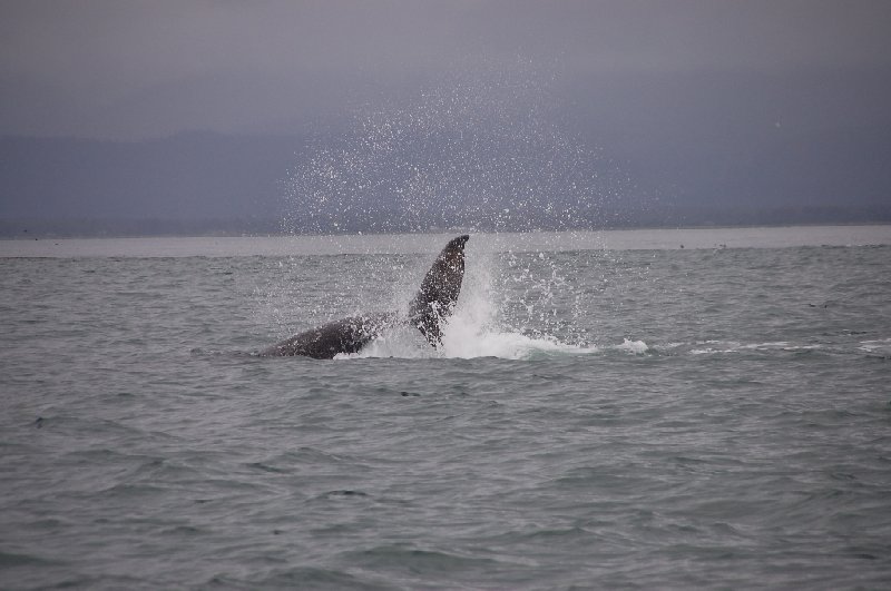 Vancouver Alaska Round Trip Admiralty Island United States Travel Album