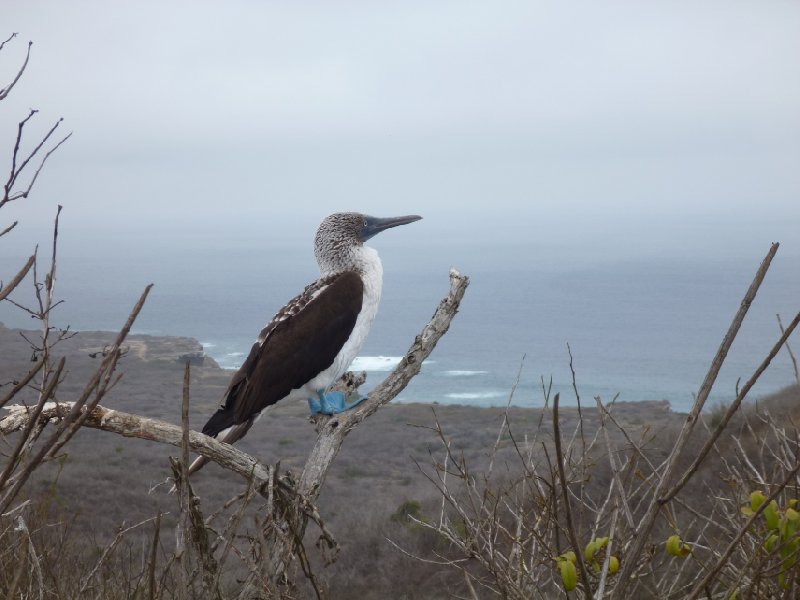 Galapagos Ecuador 