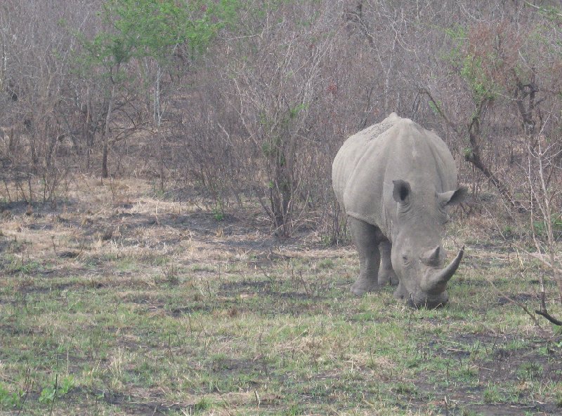 Photo Hluhluwe Game Reserve Africa