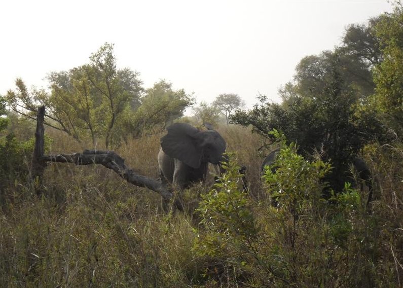 Photo Benin Wildlife Safari Tour elephant
