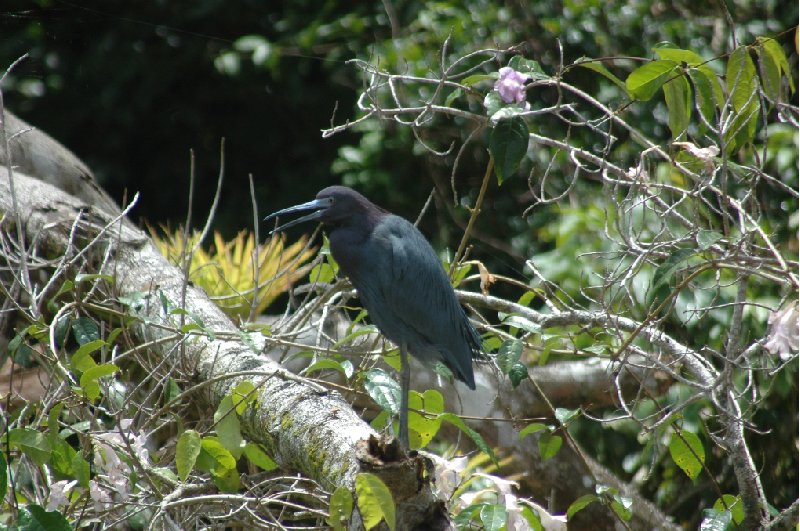 Photo Costa Rica Boat Tour 