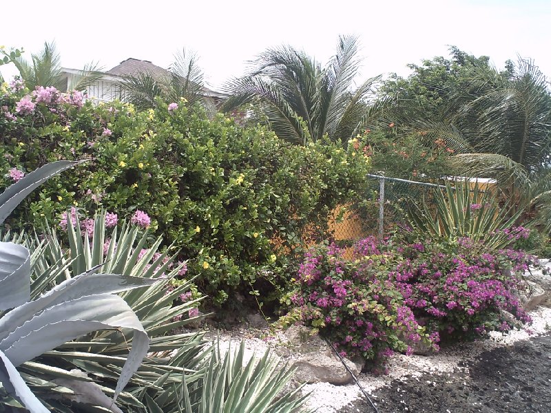 Chogogo Resort Curacao Jan Thiel Netherlands Antilles Diary Tips