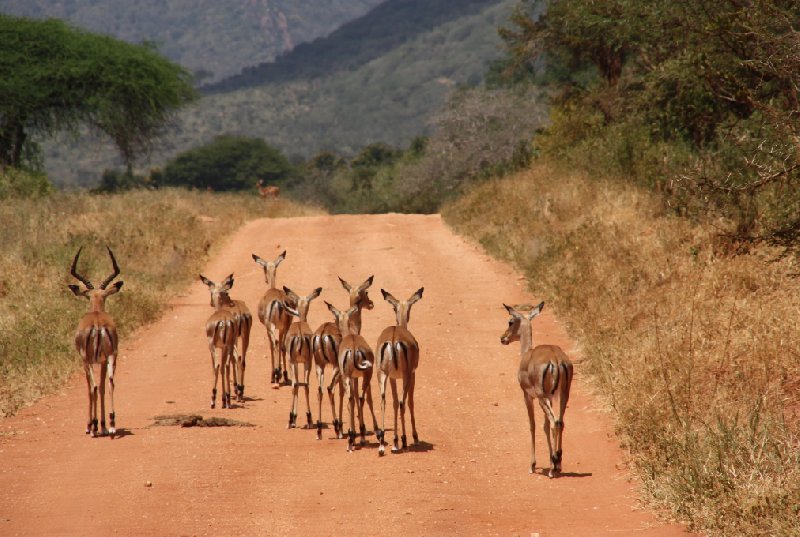 Tsavo Kenya 