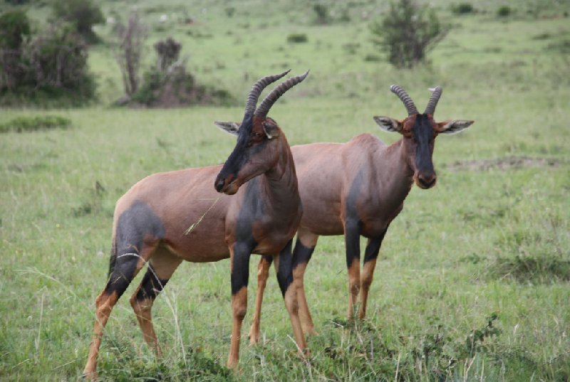 Kenya Tours and Safaris Tsavo Blog Pictures