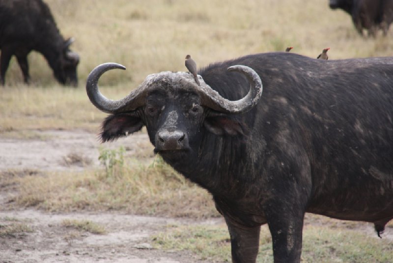 Kenya Tours and Safaris Tsavo Blog Picture