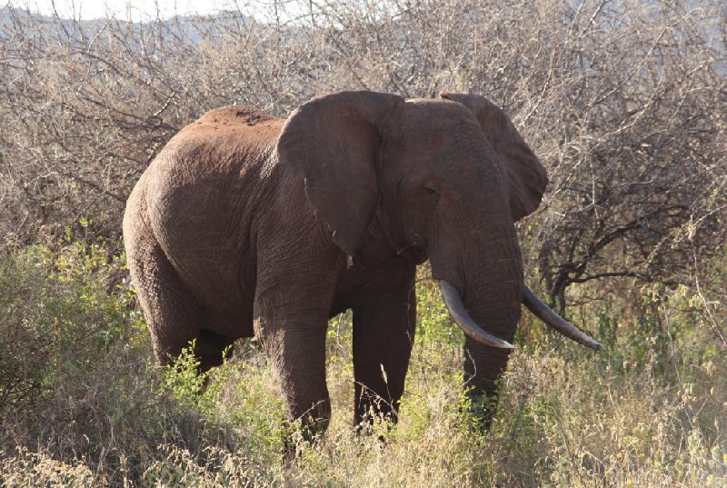 Tsavo Kenya 