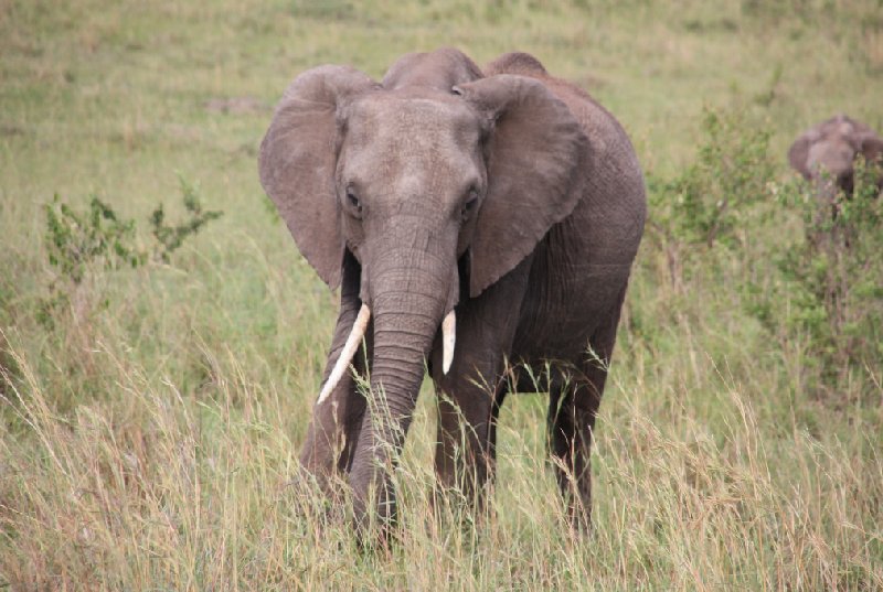 Tsavo Kenya 