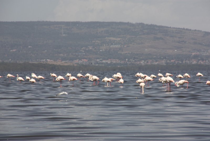 Tsavo Kenya 