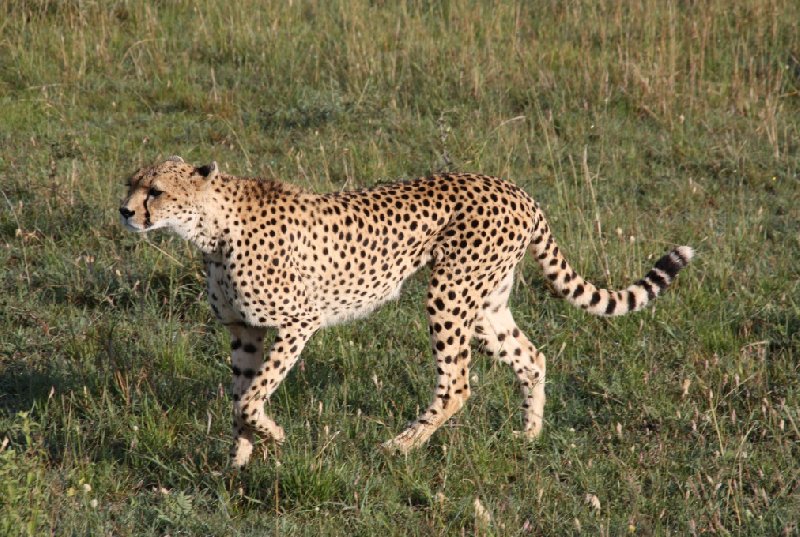 Tsavo Kenya 