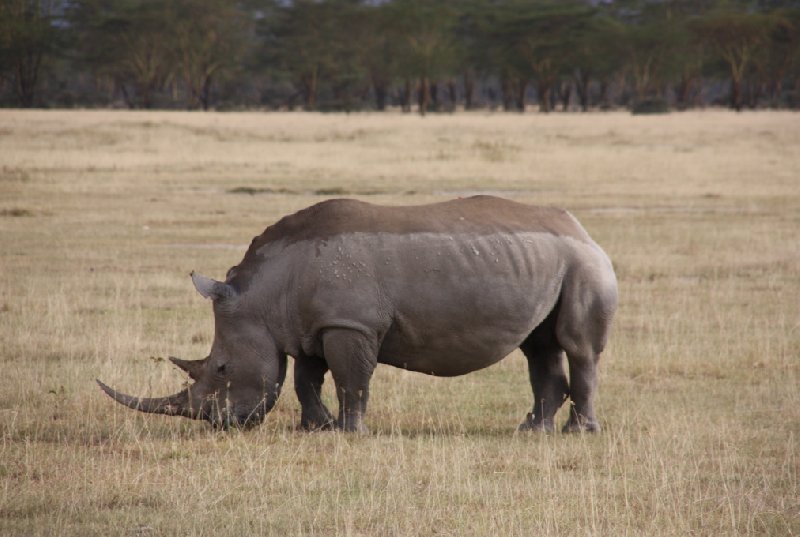 Tsavo Kenya 