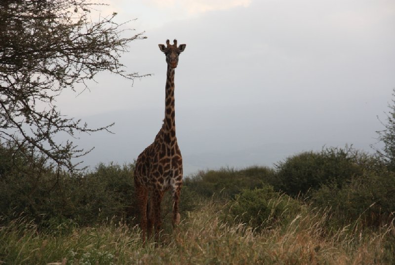 Tsavo Kenya 