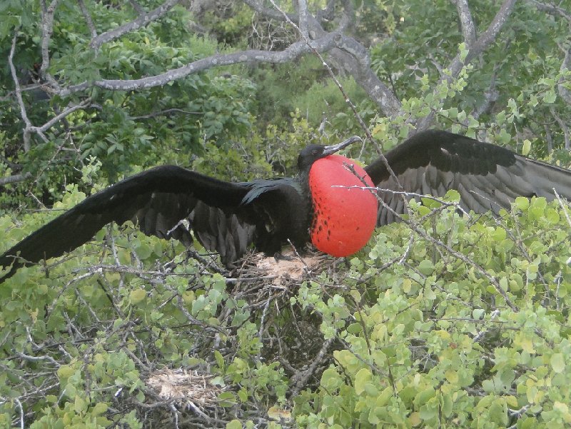 Galapagos Islands Ecuador Diary Picture