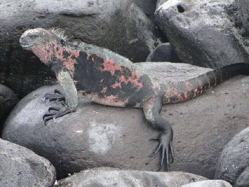 Galapagos Islands Ecuador Diary Photography